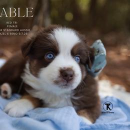 Sable- Red Tri Female - Red tri-color female Australian Shepherd puppy in Nacogdoches, Texas from TK Standard, Mini, & Toy Aussies