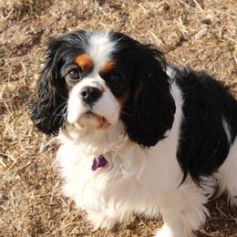 Cash - Cavalier King Charles Spaniel