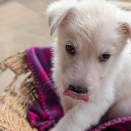 German Shepherd Puppies from Haven Farm