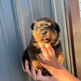 Girl 2 - Black and mahogany female Rottweiler puppy in Lyons, Indiana from White River Rottweilers