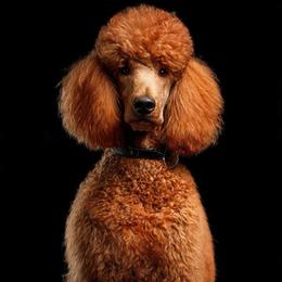 Clay - Poodle