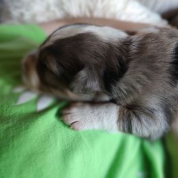Border Collie Puppies from Bond Border Collies