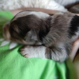 Border Collie Puppies from Bond Border Collies