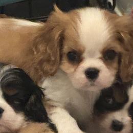 Blenheim boy 3 - Blenheim male Cavalier King Charles Spaniel puppy in Grand Prairie, Texas from Westchester Cavaliers