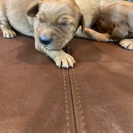 Last Pick Boy pup - Dark golden male Golden Retriever puppy in Celina, Texas from Red-Dawn