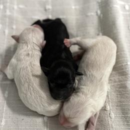 Tommy - Wheaten male Miniature Schnauzer puppy in Denham Springs, Louisiana from Moonstruck Minis