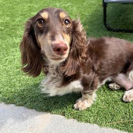 Reese - Dachshund