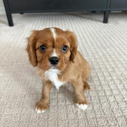 Dozer - Ruby male Cavalier King Charles Spaniel puppy in Queen Creek, Arizona from Andresen's Cavaliers