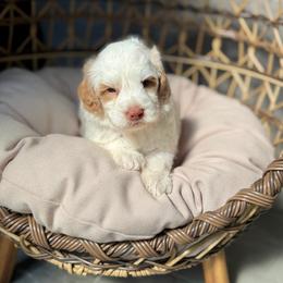 Bravo - Caramel cream male Australian Labradoodle puppy in Calhoun, Louisiana from Arrowhead Australian Labradoodles