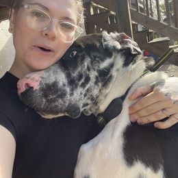 Great Dane All Grown Up from A Rowe of Danes