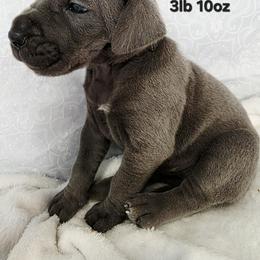 Max - Blue female Great Dane puppy in Bay City, Michigan from Monarch Danes
