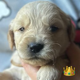 4 boys - Light golden male Golden Retriever puppy in Fisher, Illinois from Fidei Family Farms