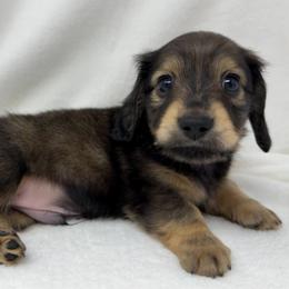 Ozzy - Cream male Dachshund puppy in Pulaski, Tennessee from Billboard Doxies