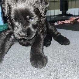 Winnie - Black female Giant Schnauzer puppy in Noblesville, Indiana from Stratton House Kennels