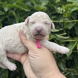 Lions  mane - Cream male Poodle puppy in Arroyo Grande, California from Ever So Clever Poodles