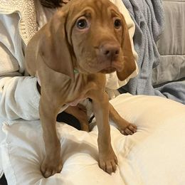 PAULIE - Male Green Collar - Golden rust male Vizsla puppy in Oswego, Illinois from Vizslas of Illinois