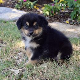 Bee - Black tri female Miniature Australian Shepherd puppy in Evant, Texas from Lazy VT Bar Ranch
