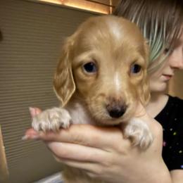 Moon - Cream female Dachshund puppy in Canton, Texas from Bonnie and Clyde Dachshunds