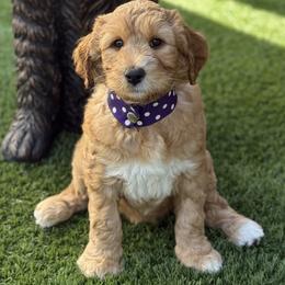 Miss Purple - Red female Australian Labradoodle puppy in Wake Forest, North Carolina from Lucky Country Labradoodles