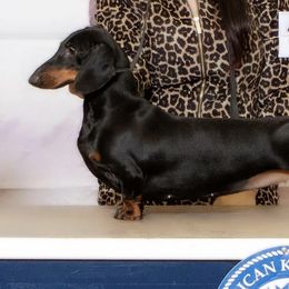Dachshunds from WestDach's Hounds