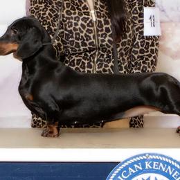 Dachshunds from WestDach's Hounds