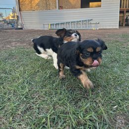 Cavalier King Charles Spaniel Puppies from Red Desert Cavalier’s