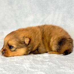 Red sable Merle FEMALE ACA. - Red sable female Pomeranian puppy in Princeton, New Jersey from PureLove Poms.