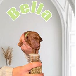 Bella - Red  female Goldendoodle puppy in Valdosta, Georgia from Designer Doodles of South GA