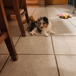 Shetland Sheepdog Puppies from Ambrozia Kennels