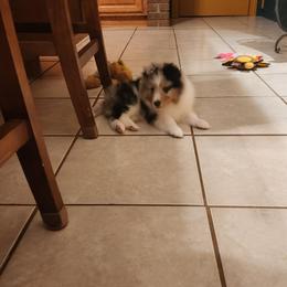 Shetland Sheepdog Puppies from Ambrozia Kennels