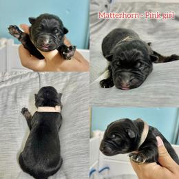 Matterhorn - Pink girl - Bi-color female German Shepherd puppy in Oakley, California from Von Guadachi German Shepherds & Audacity Border Collies