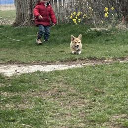 Phoenix - Red male Pembroke Welsh Corgi puppy in Maupin, Oregon from Bailey Nannini