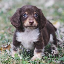 Dachshund Puppies from Tygart Creek Dachshunds