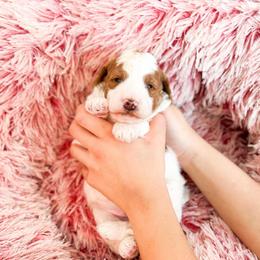 Mr Gray - Parti male Goldendoodle puppy in Kissimmee, Florida from Poodle Doodle Kennels