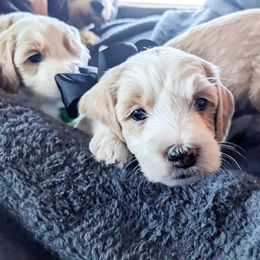 Black Girl - Parti Goldendoodle puppy in Piedmont, South Carolina from Mountain Ridge Doodles