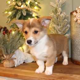 Amazing markings on this girl - Red female Pembroke Welsh Corgi puppy in Missouri from Cooler Farms Corgis