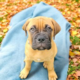 Bullmastiff Puppies from Ambrosia Mastiffs