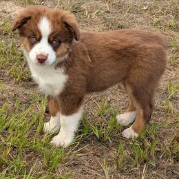 Diamond - Red tri-color female Miniature American Shepherd puppy in Trenton, Florida from Atherney