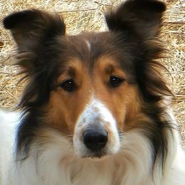 NINA - Old Time Scotch Collie