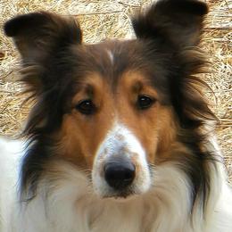 NINA - Old Time Scotch Collie