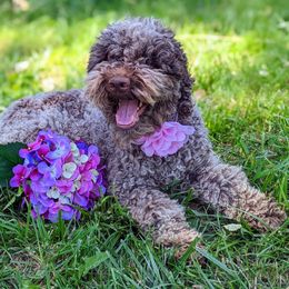 Roma - Lagotto Romagnolo