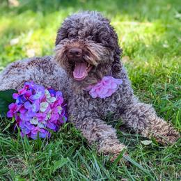 Roma - Lagotto Romagnolo