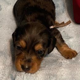 Dimples long hair dapple - Dapple male Dachshund puppy in Elizabethtown, Kentucky from Teeny Tiny Puppy Tails