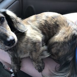 Corn - Dachshund