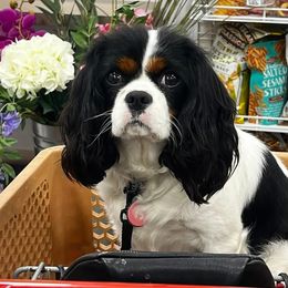 Cavalier King Charles Spaniels and Poodles from Erica's Cavalier King Charles Spaniels and Poodles