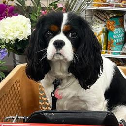 Cavalier King Charles Spaniels and Poodles from Erica's Cavalier King Charles Spaniels and Poodles