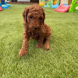 Marigold - Red  female Poodle puppy in Mount Vernon, Illinois from AMC Poodles