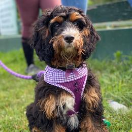 Bernedoodles from Diamond L Doodles