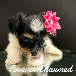 Biewer Terrier Puppies from Forever Charmed