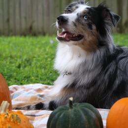 Miniature Australian Shepherd Puppies from Firefly River Mini Aussies